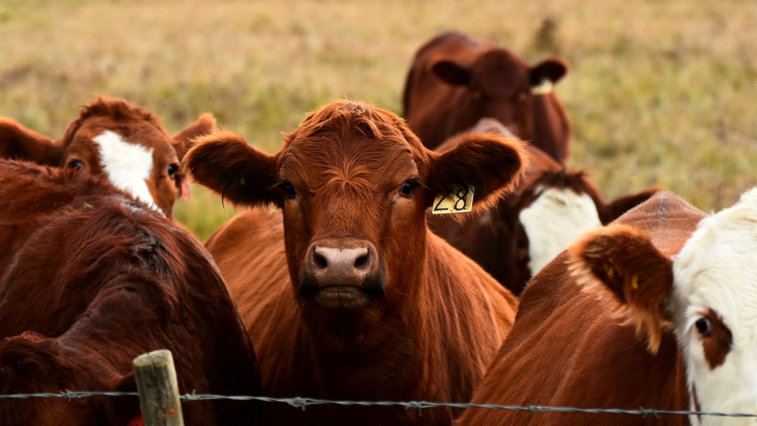 An image of young beef cattle standing near a barbed wire fence.