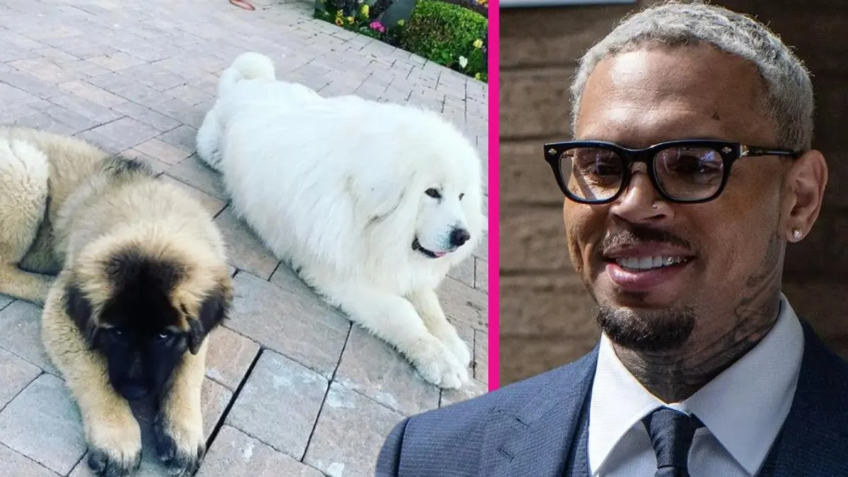 Chris Brown's Former Housekeeper Thought She Was 'Going to Die' After Singer's Dog Viciously Mauled Her