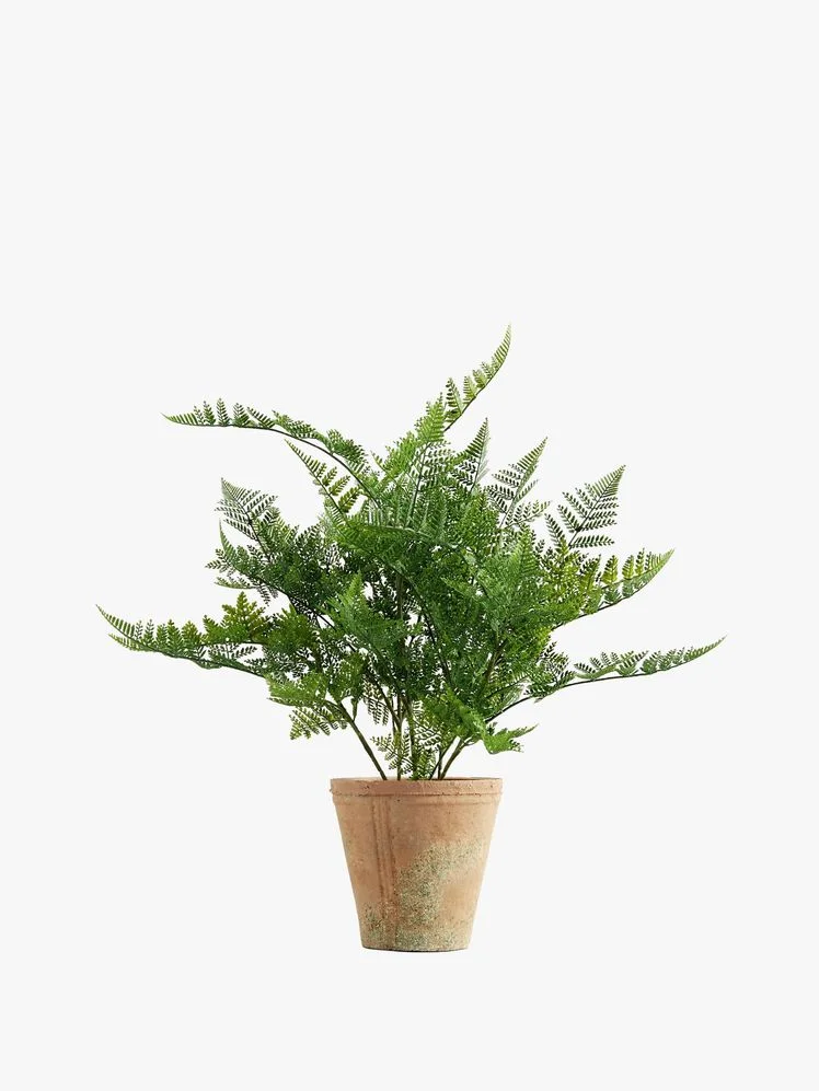 Image may contain: Plant, Potted Plant, Fern, and Leaf