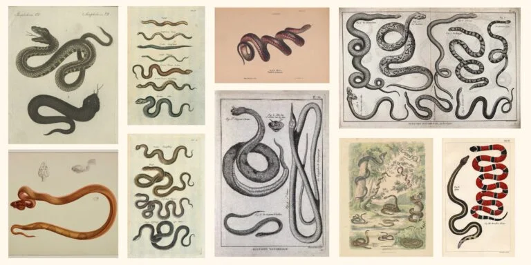 Battle of the Aussie Snake Men: Charles Underwood vs. Joseph Shires