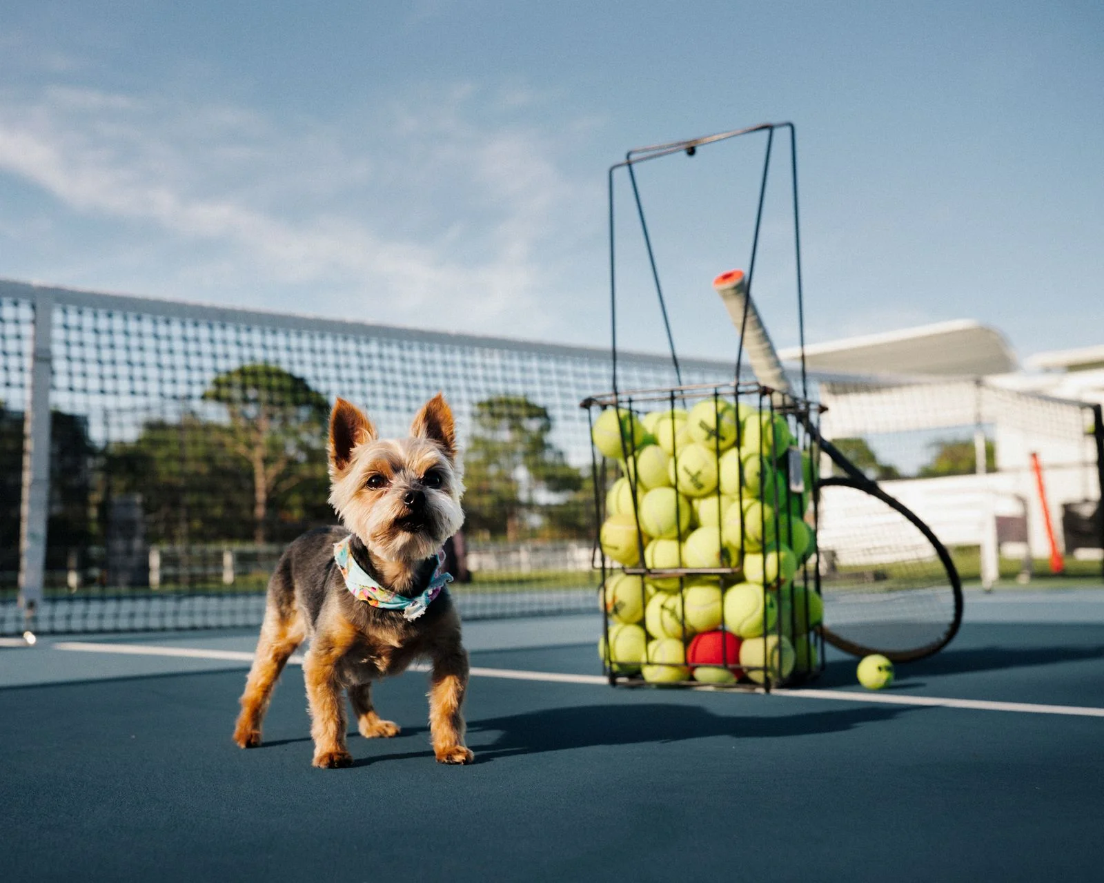 Image may contain Racket Sport Tennis Tennis Racket Ball Tennis Ball Animal Canine Dog Mammal and Pet