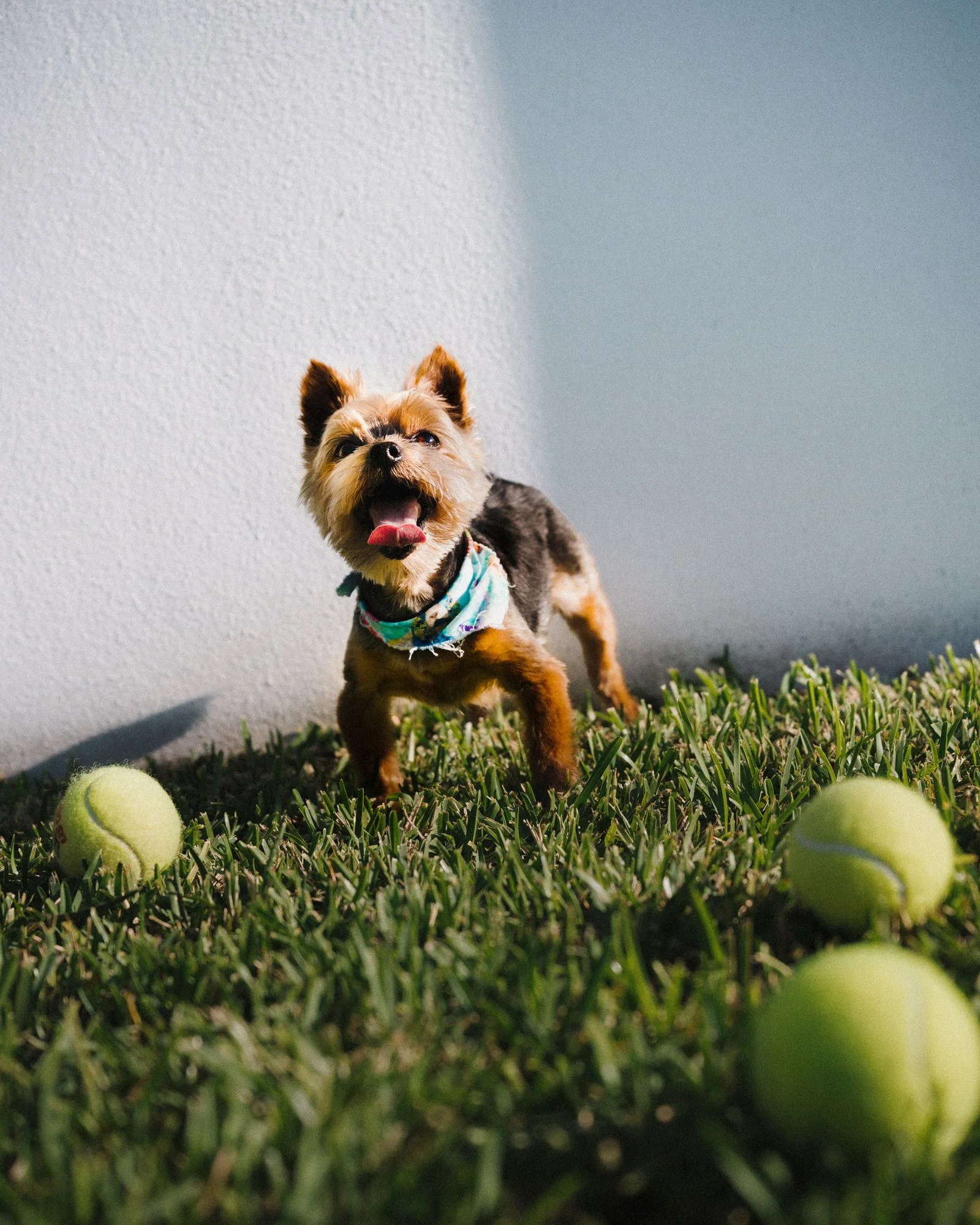 Image may contain Ball Sport Tennis Tennis Ball Sphere Animal Canine Dog Mammal Pet Puppy Football and Soccer