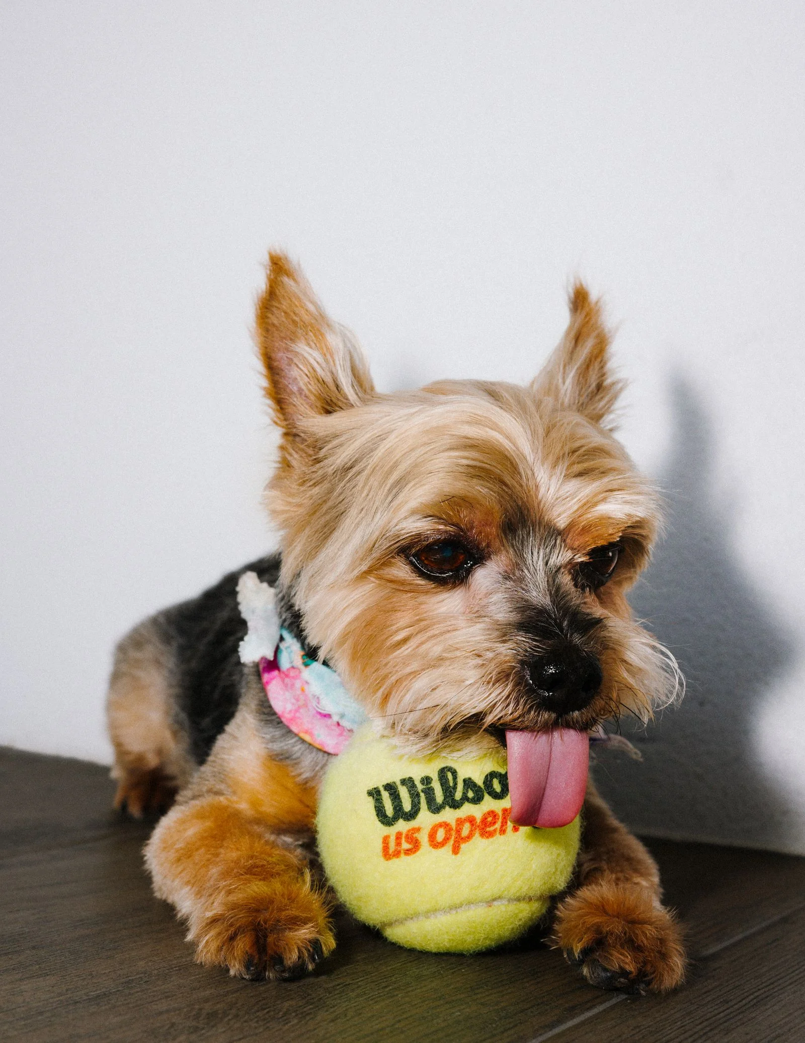 Image may contain Ball Sport Tennis Tennis Ball Animal Canine Dog Mammal Pet Football Soccer and Soccer Ball