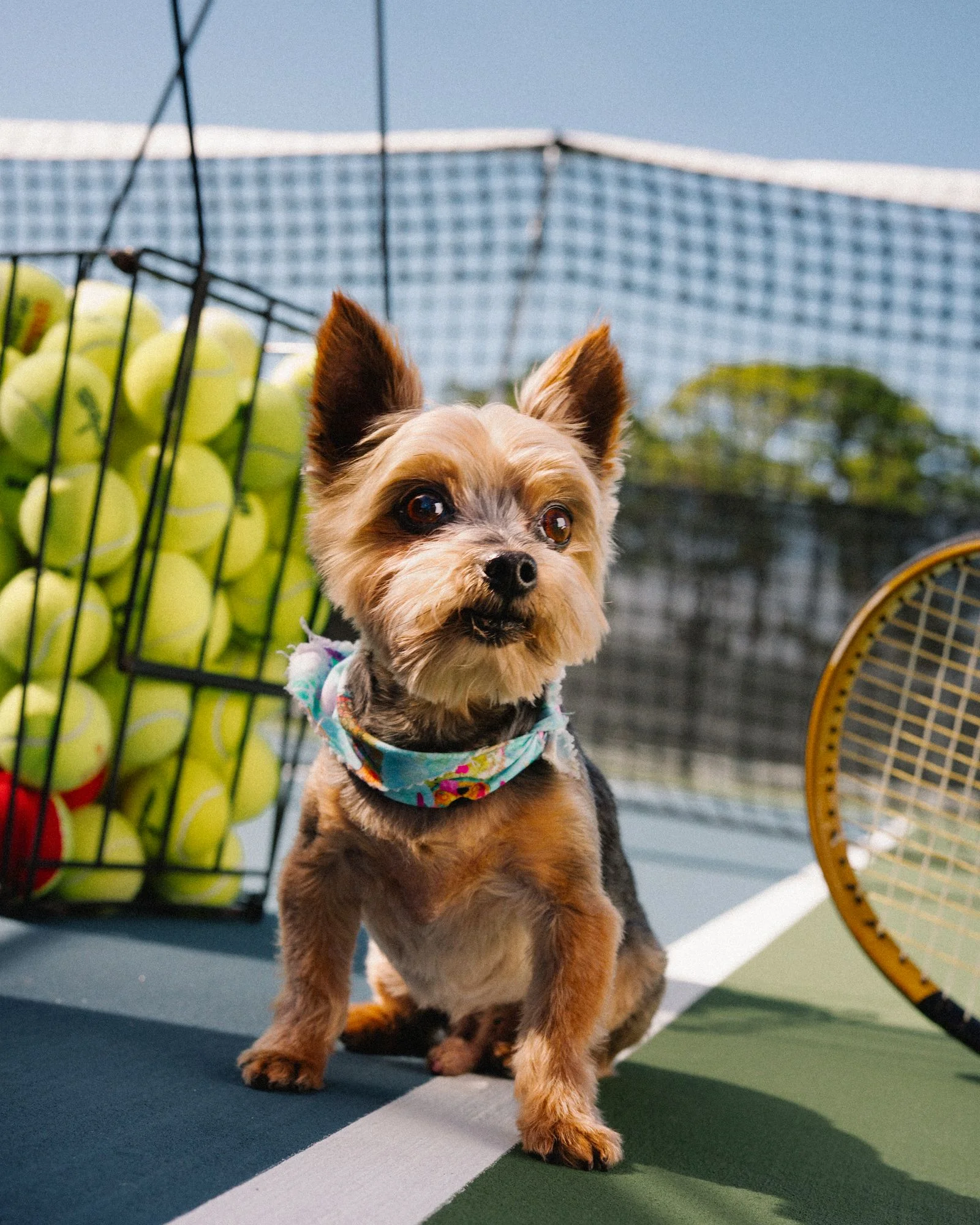Image may contain Racket Sport Tennis Tennis Racket Ball Tennis Ball Animal Canine Dog Mammal Pet and Puppy