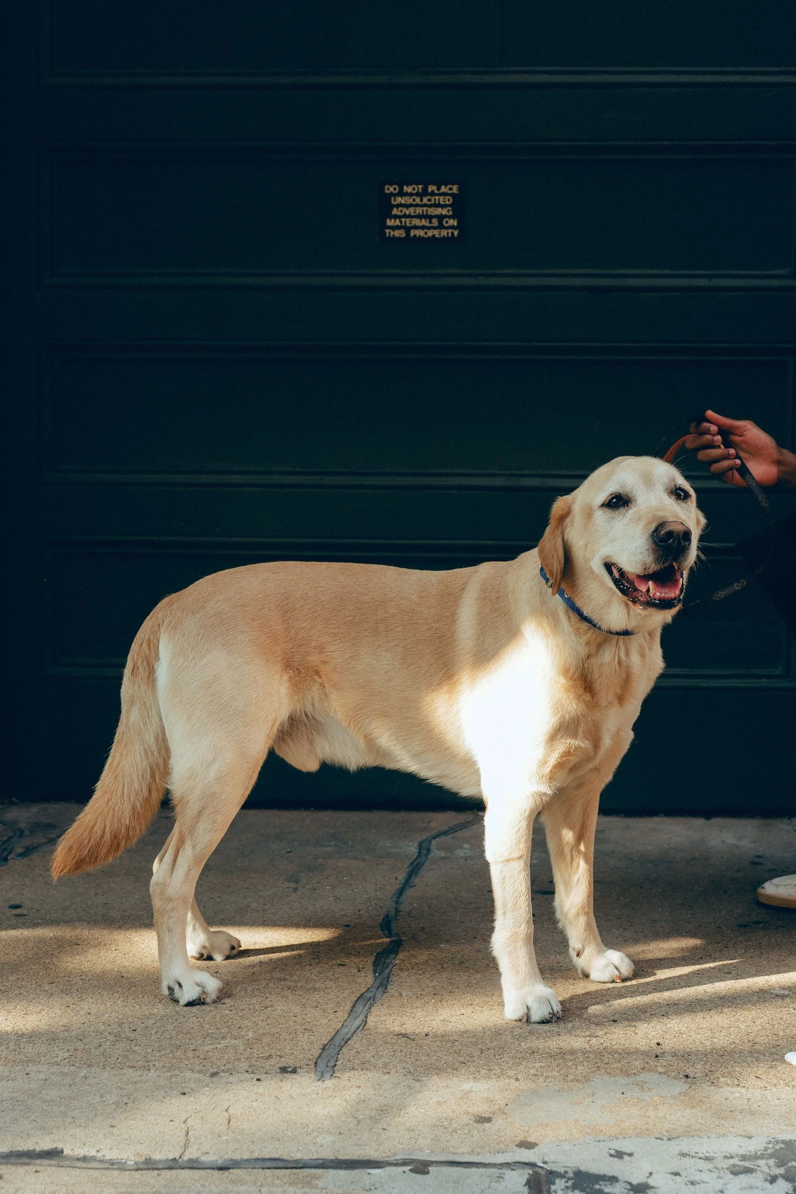 Image may contain Animal Canine Dog Mammal Pet and Labrador Retriever