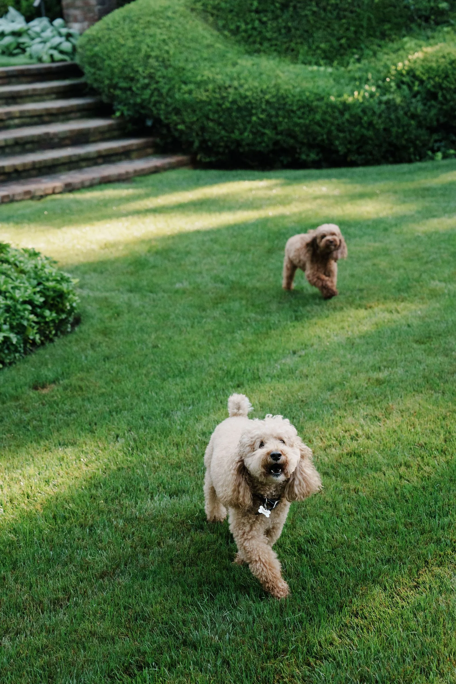 Image may contain Grass Plant Lawn Vegetation Animal Canine Dog Mammal Pet Puppy Outdoors Nature and Backyard