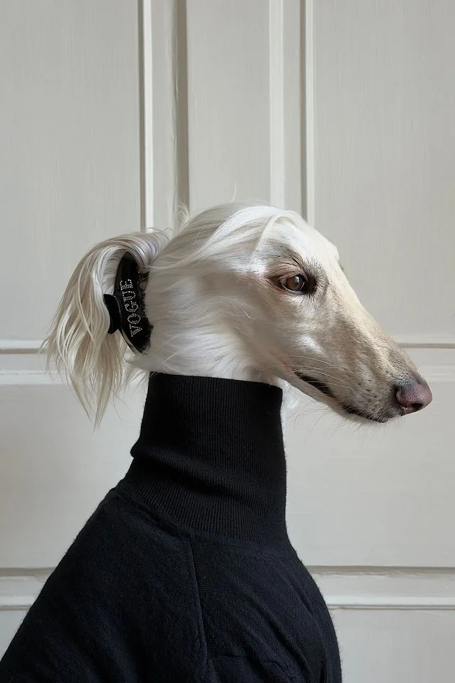 Meet Samantha, the Afghan Hound Who Will Probably Out-Dress You