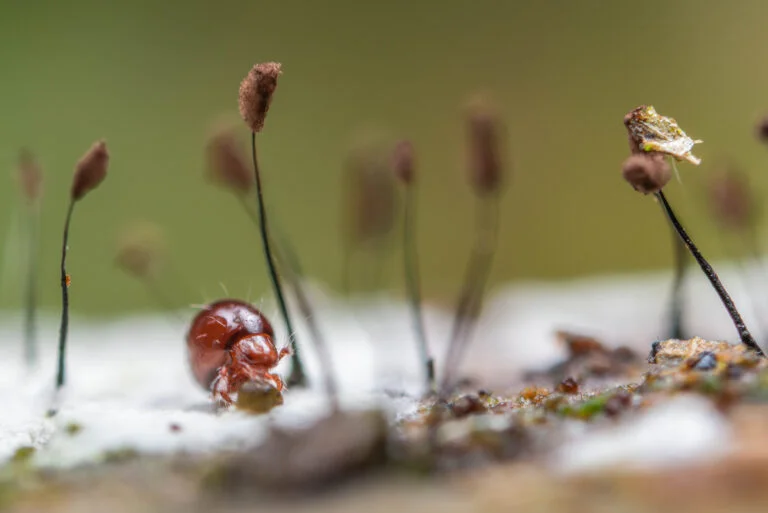 What Happens When Humans Show Up: On the Ecosystem Beneath Our Feet